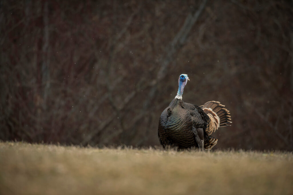 A lone gobbler searches for hen in an early season field. 