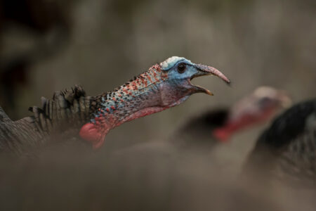 Close up of a while tom turkey gobbling