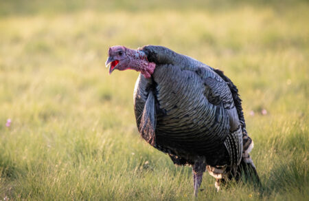 A wild turkey gobbles as it walks across the prairie.