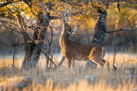 Buck Scrapes: Pay Dirt or Fool’s Gold? A buck works a licking branch over a scrape