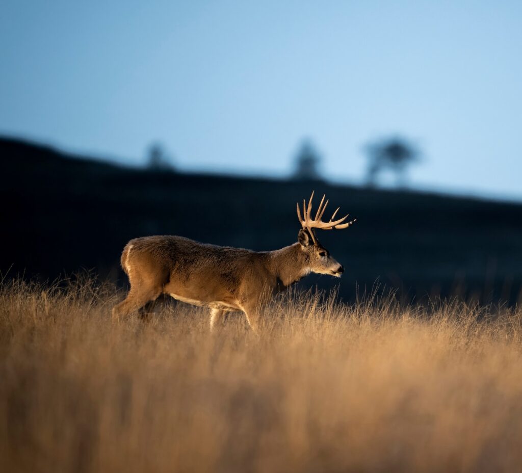 Large whitetail buck deer walking through golden grass field at dusk