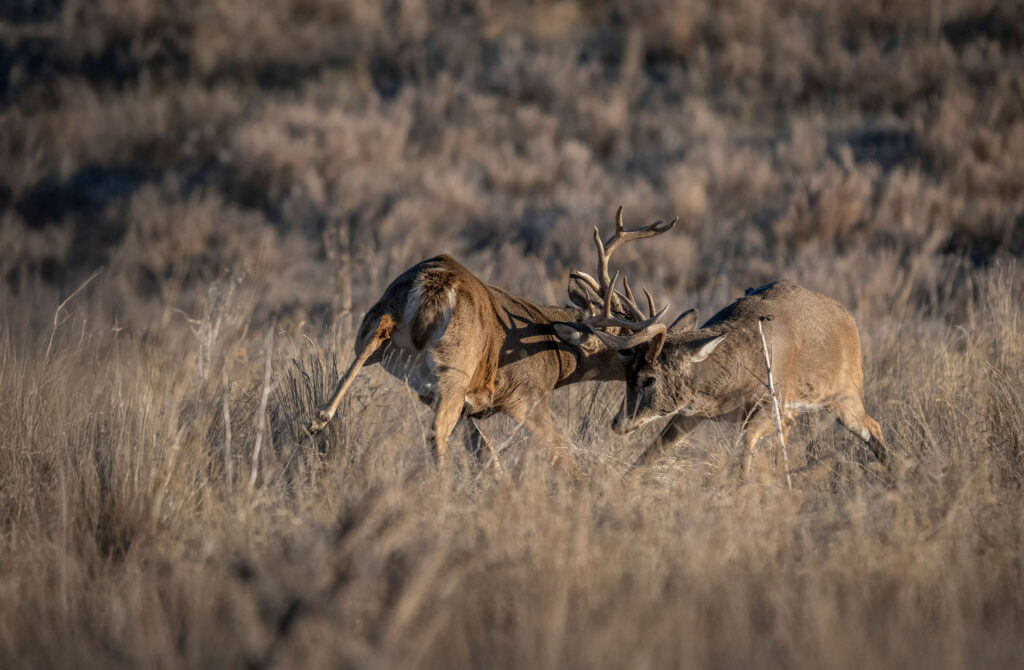 Buck fighting during the rut