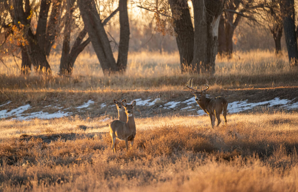 A buck with two does during the rut