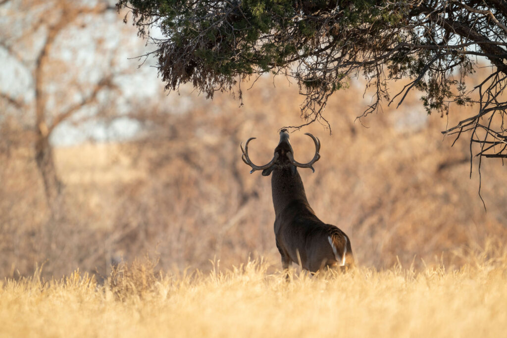 A buck works a licking branch near a scrape