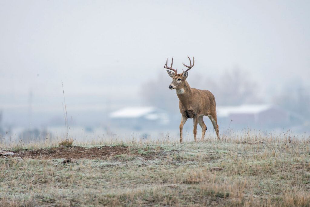 A whitetail buck walks across a farm field in the fog. 