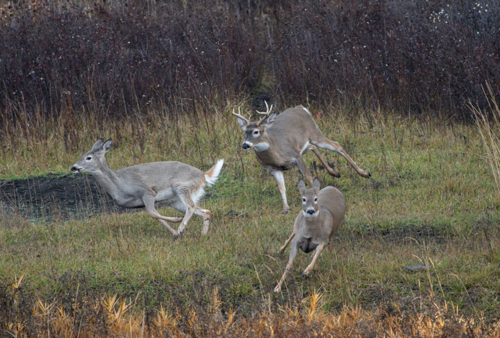 A buck chasing two does