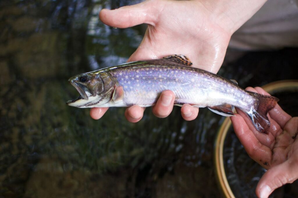 Brook. trout in hand