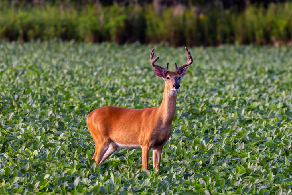 12 Early-Season Deer Food Sources to Focus On Right Now Velvet whitetail buck in a bean field