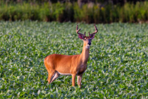 Velvet whitetail buck in a bean field