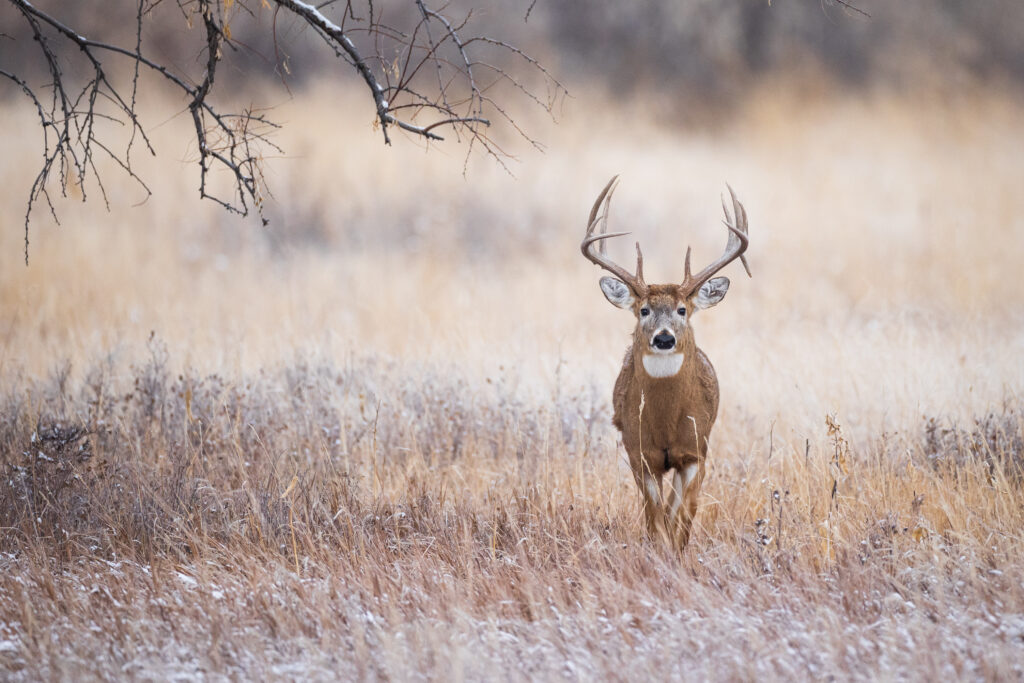 A big whitetail buck moves through an brown grassy field