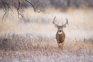 A big whitetail buck moves through an brown grassy field