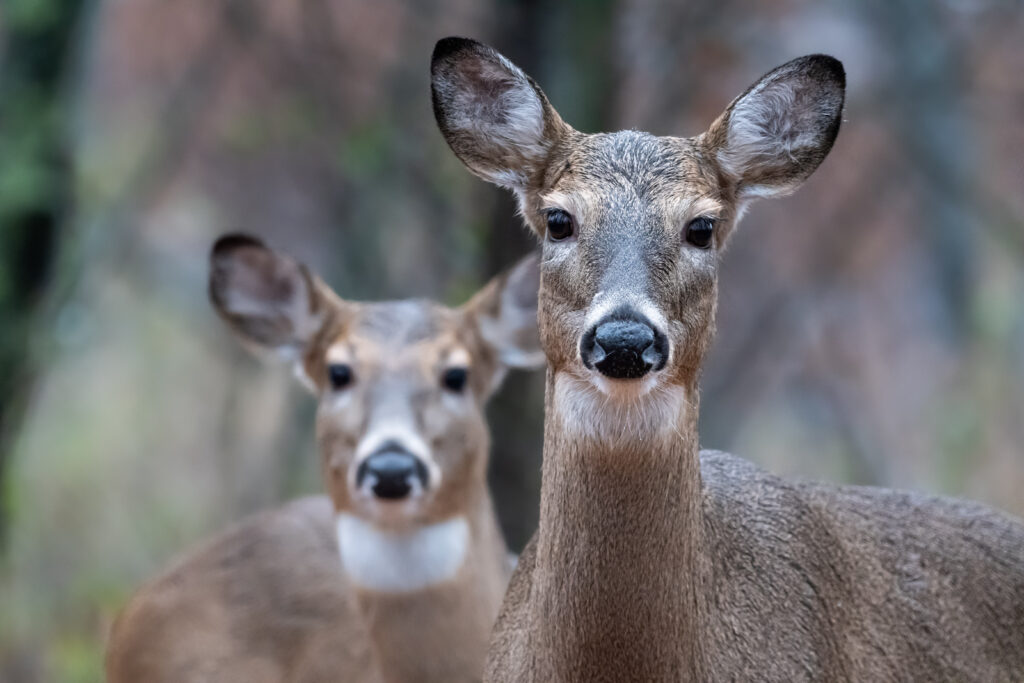 A pair of does stare at the camera