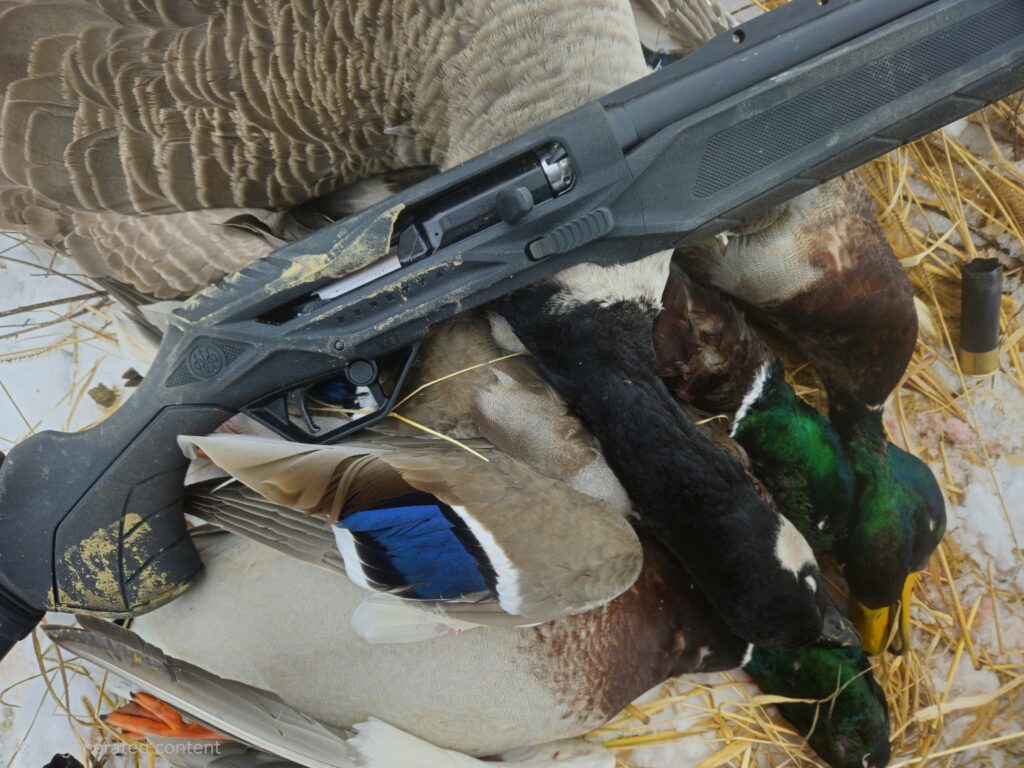 Shotgun resting on harvested mallard ducks and Canada goose after waterfowl hunt