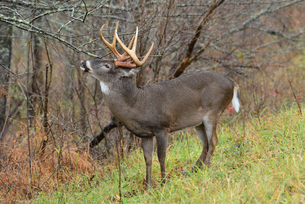 A whitetail buck makes a scrape in a field