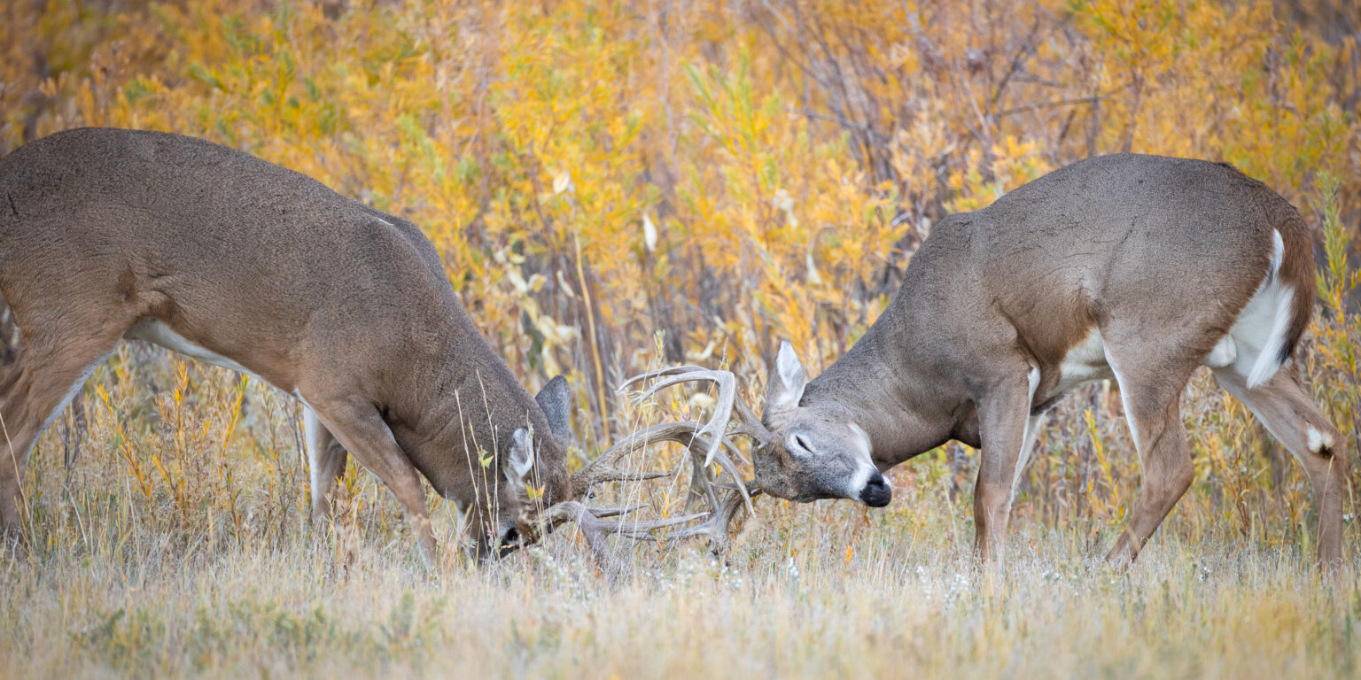 How to Hunt the Best Day of the Rut No. 2: October 31 Two whitetail bucks fighting with fall foliage in background