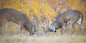 Two whitetail bucks fighting with fall foliage in background