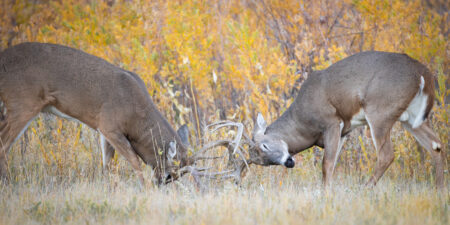 How to Hunt the Best Day of the Rut No. 2: October 31 Two whitetail bucks fighting with fall foliage in background