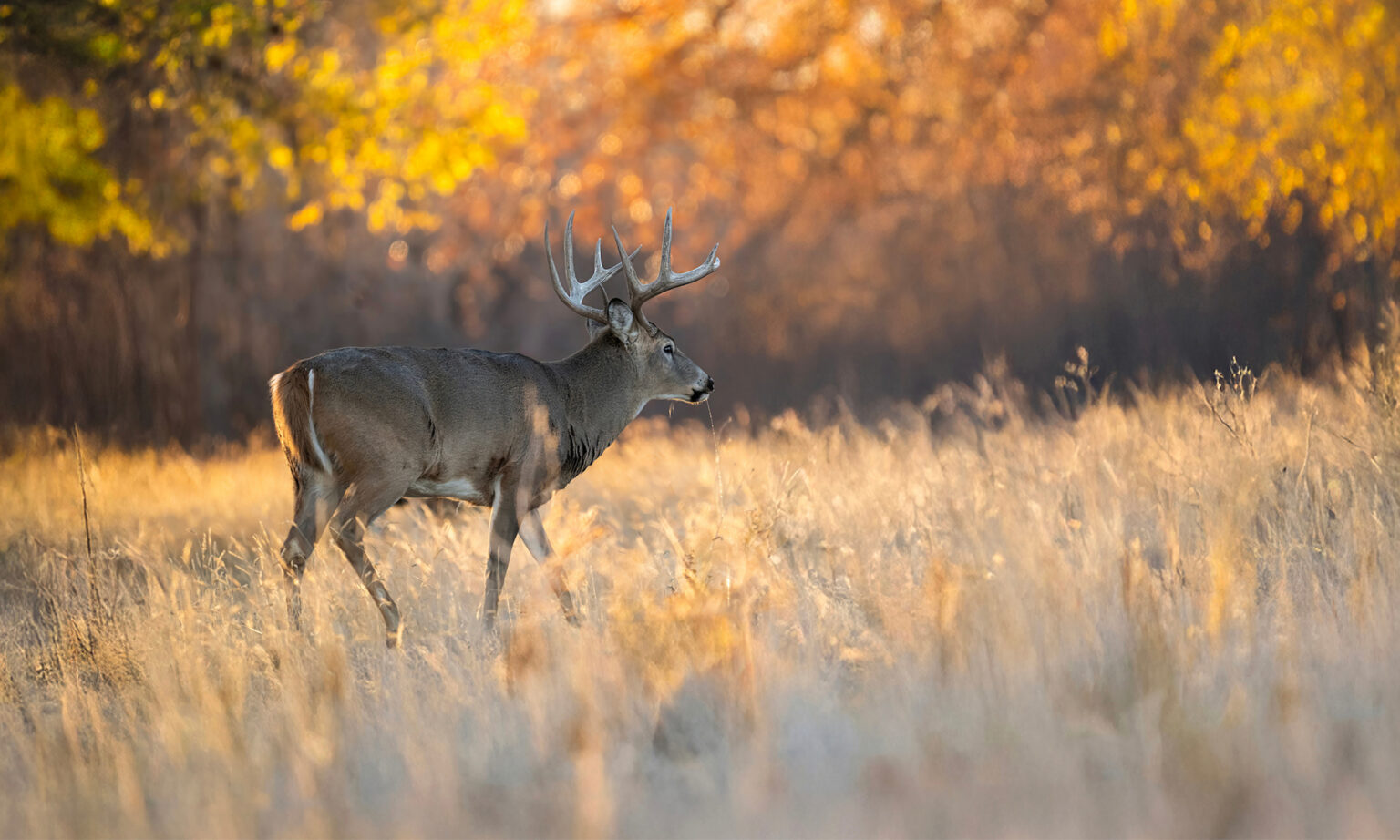 How to Hunt the Best Day of the Rut No. 1: October 22 A buck walks through an opening with fall leaves in background