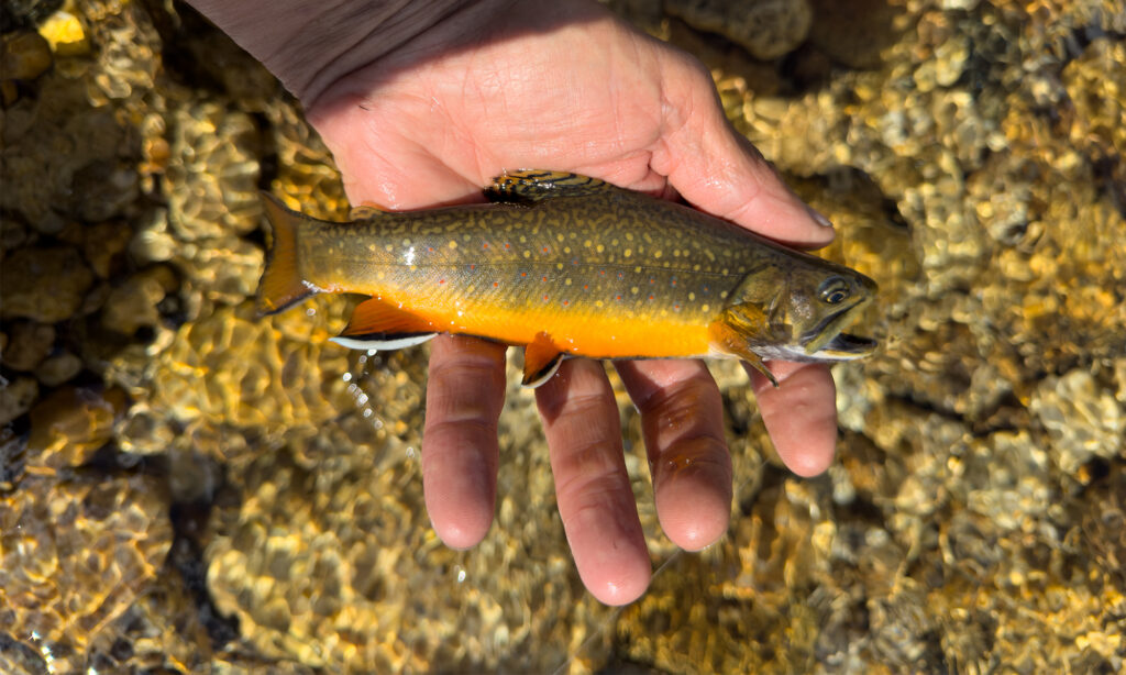 Brook trout in an anglers hand. 