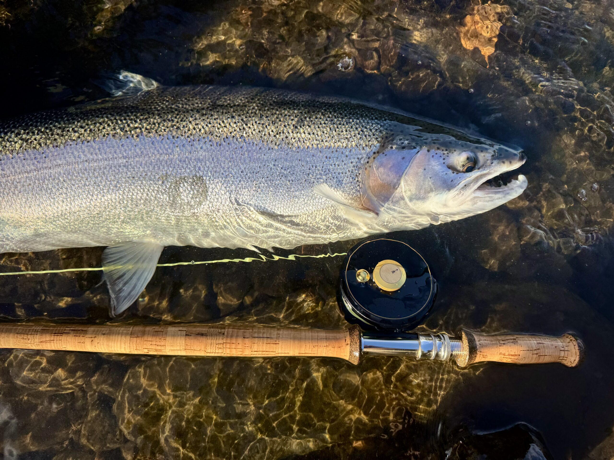 Hardy Sovereign reel with steelhead