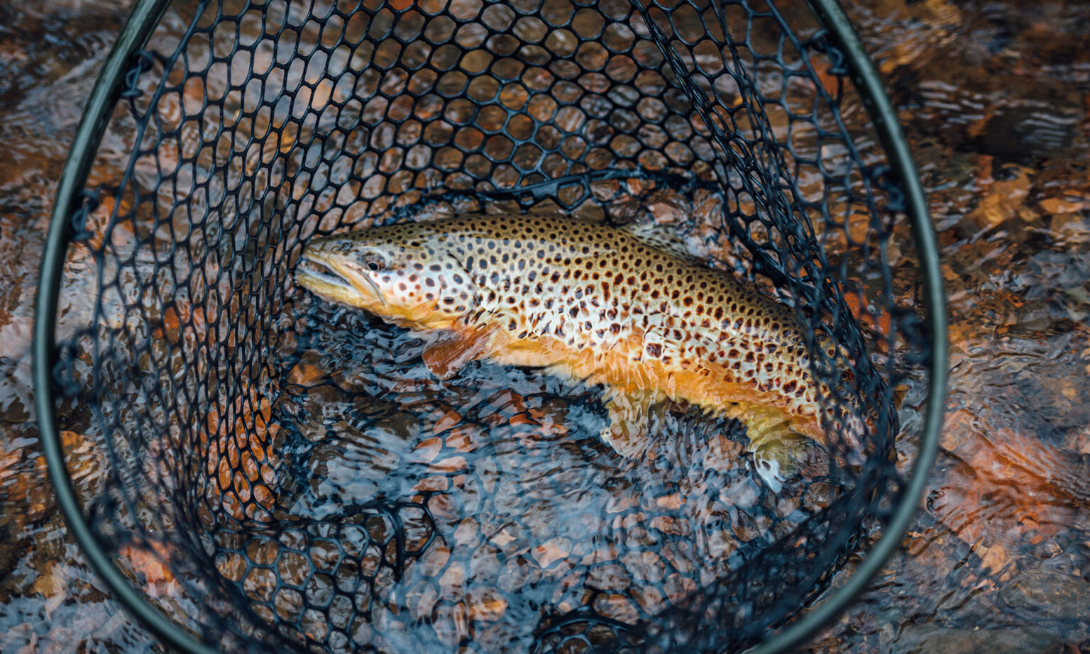 A brown trout in a net.