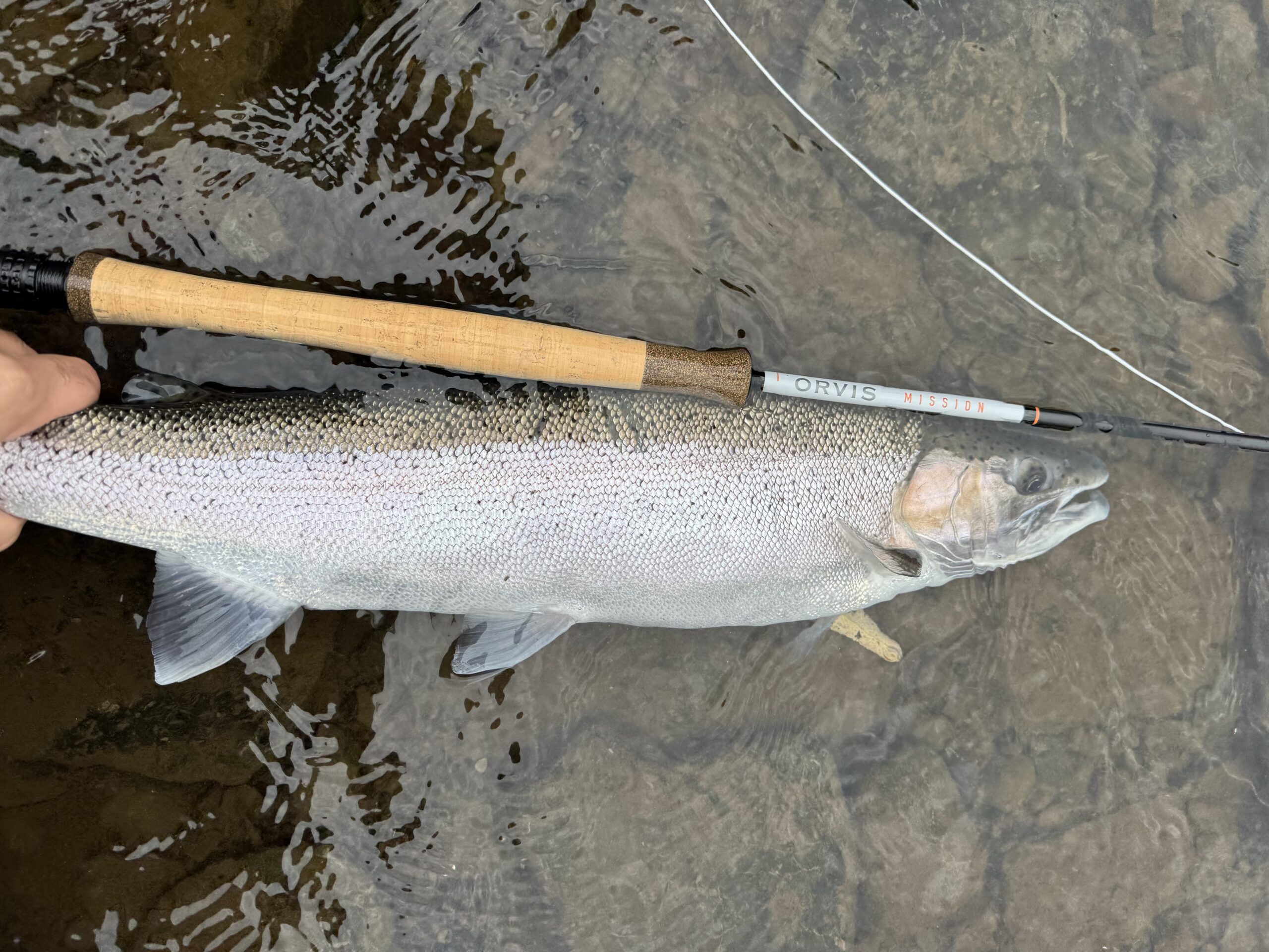 Orvis Mission Rod with steelhead