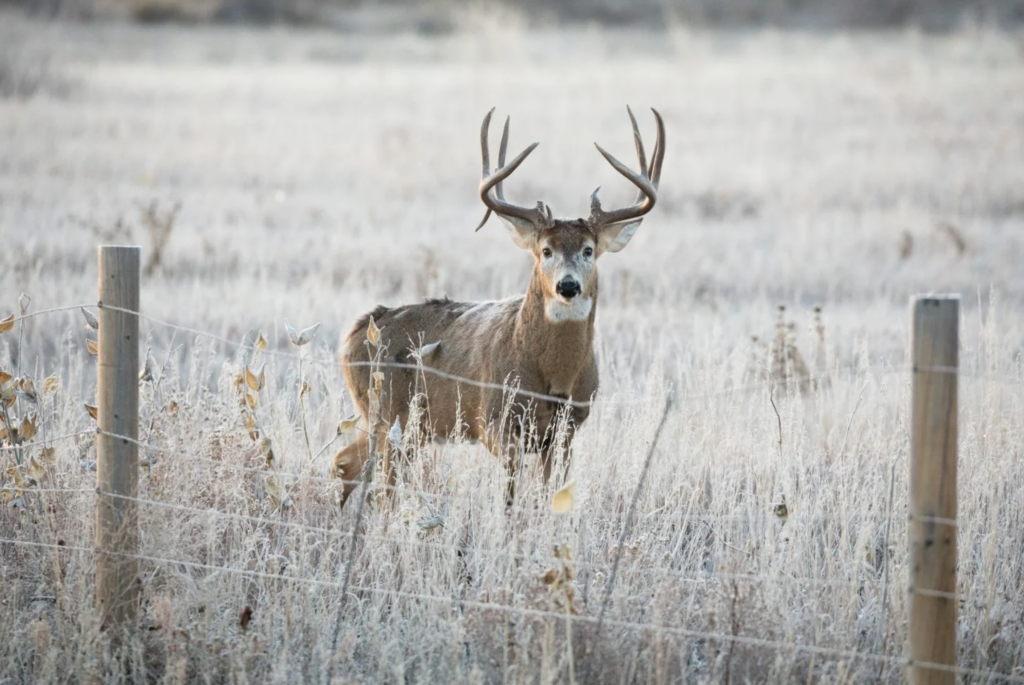 A big whitetail buck stands behind a wire fence in a field.