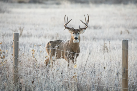 Where to Put Trail Cameras for Big Bucks A big whitetail buck stands behind a wire fence in a field.
