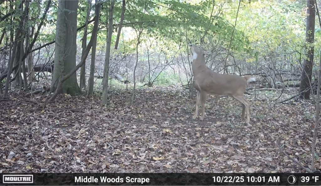 Buck working a scrape in the woods