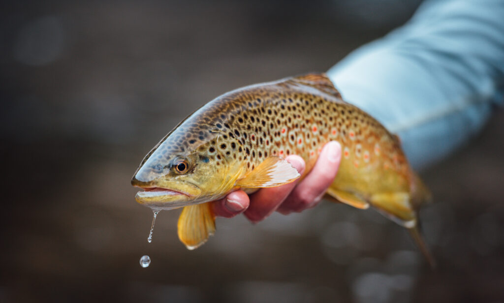An angler holds a brown trout