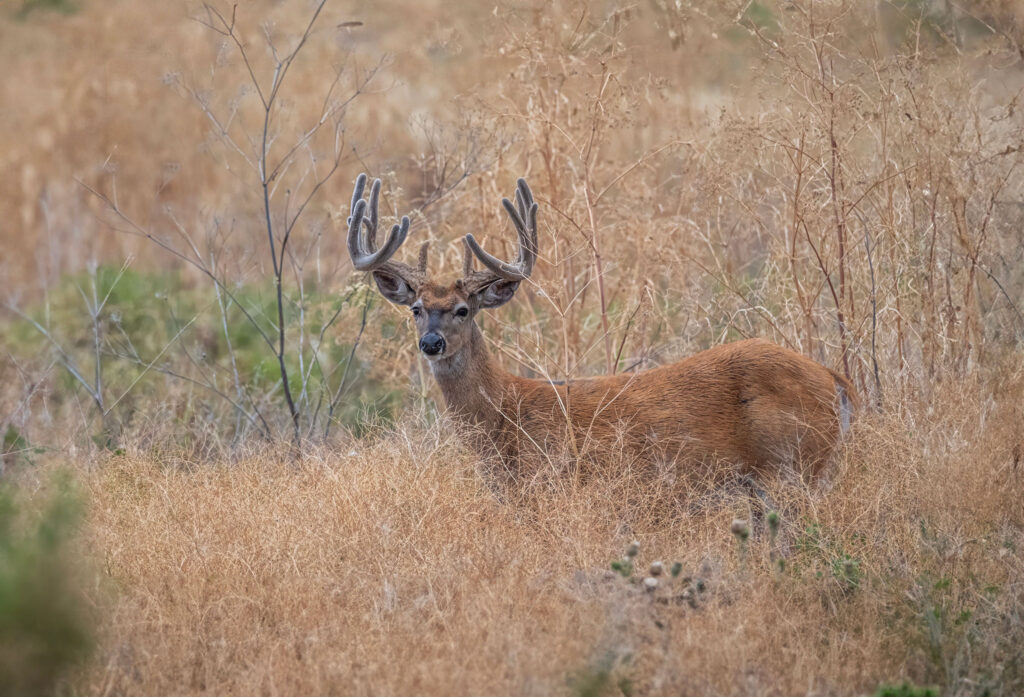 A big velvet buck in a overgrown field