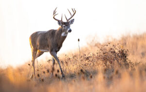 A whitetail buck walk a prairie hillside in the morning