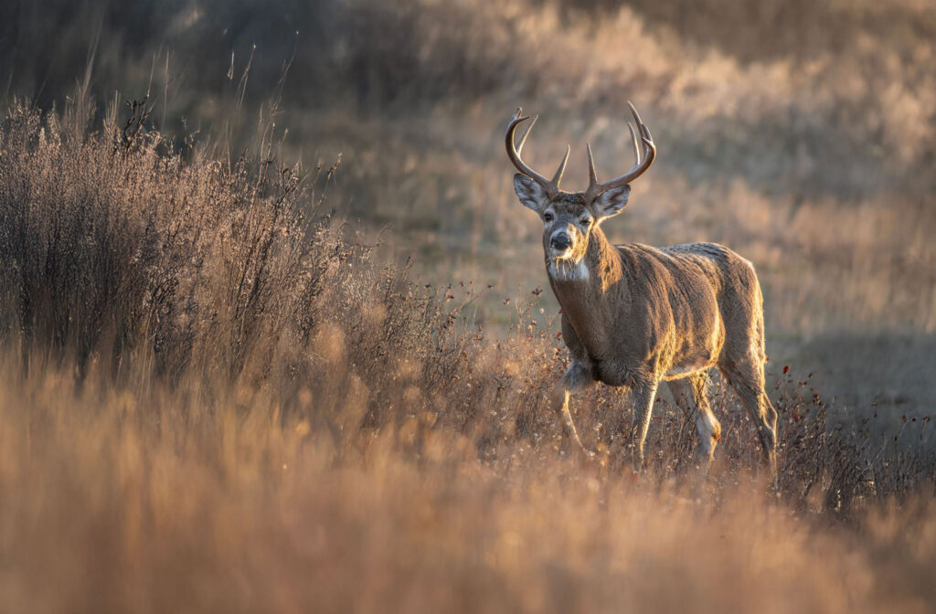 A whitetail buck in the morning sun