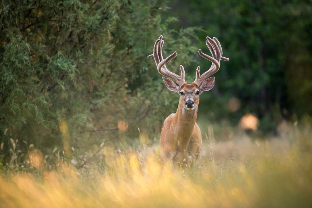 The 12 Best Early-Season Treestand Locations for Big Whitetail Bucks A big velvet whitetail buck in the early season