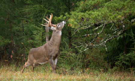 Whitetail buck makes a scrap on a field edge