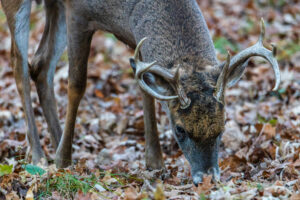 A whitetail buck eating acorns in the woods