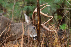 A whitetail buck makes a rub on a saplking