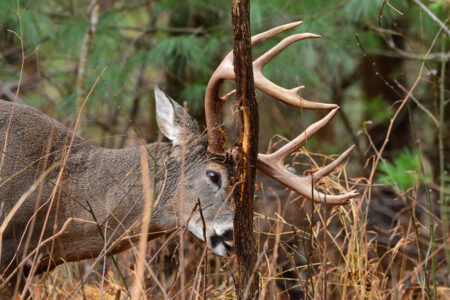 The Truth About Hunting Buck Rubs A whitetail buck makes a rub on a saplking