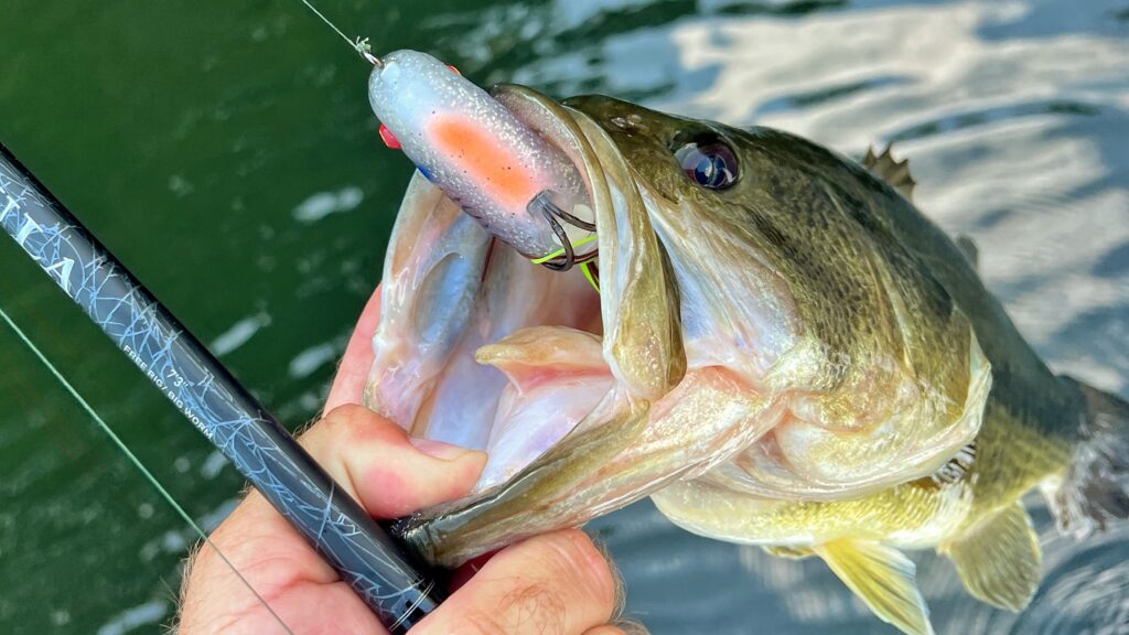 A 4-pound bass with the Toad Thumper frog
