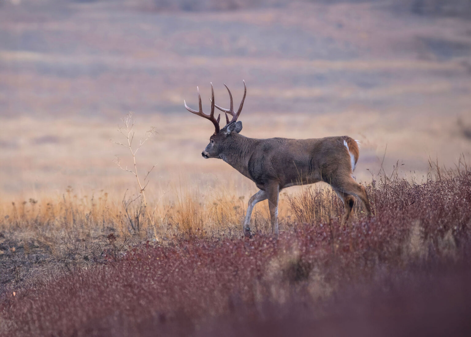 A whitetail bucks walks away on the prairie