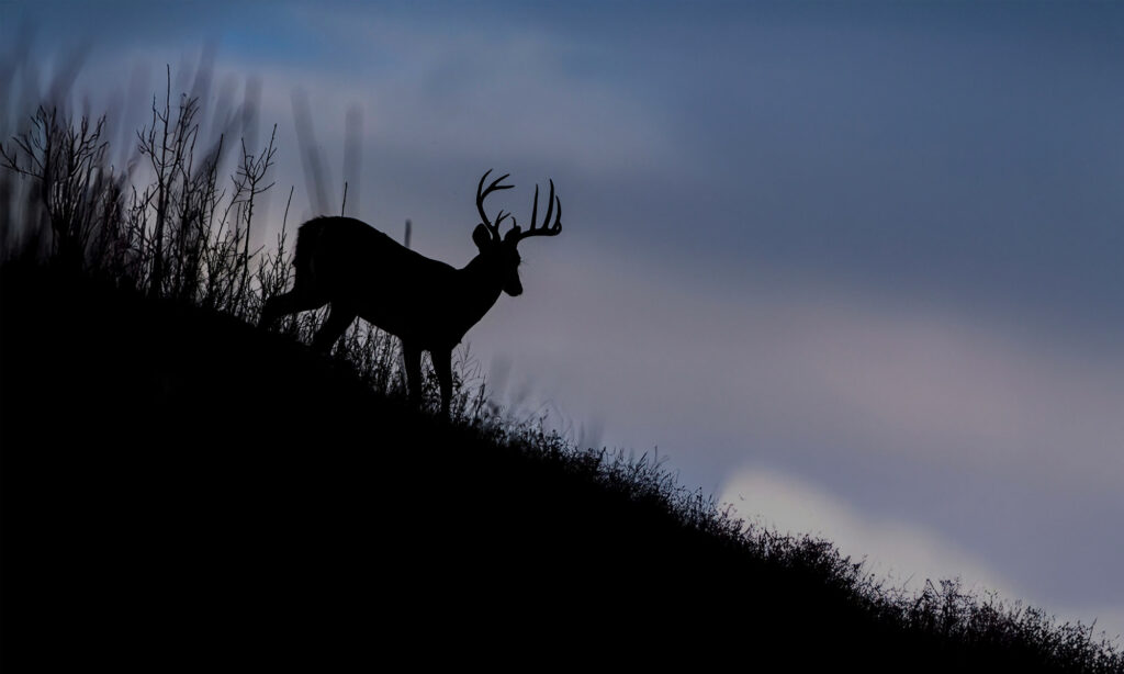 Do Whitetail Bucks Really Go Nocturnal? Here’s What the Latest Science Says A whitetail buck moves at dusk