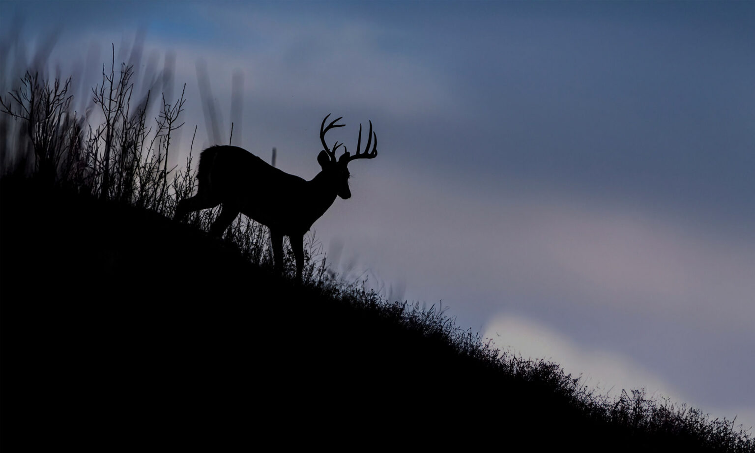 Do Whitetail Bucks Really Go Nocturnal? Here’s What the Latest Science Says A whitetail buck moves at dusk