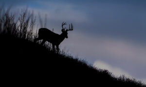 A whitetail buck moves at dusk