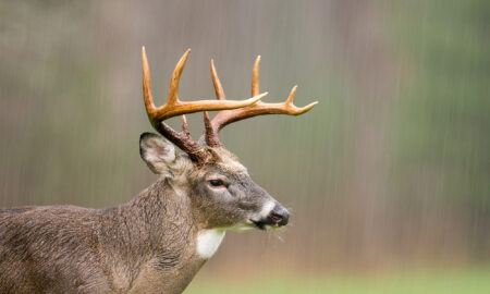 A Complete Guide to Deer Hunting in the Rain