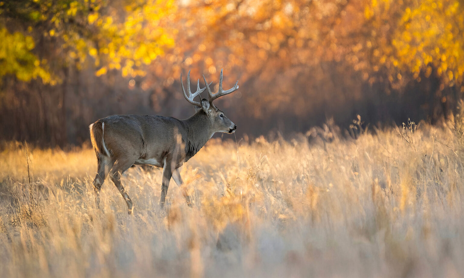 How to Hunt the Best Day of the Rut No. 2: October 31