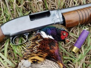 Harvested ring-necked pheasant beside a semi-automatic shotgun and purple shotgun shell