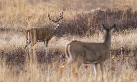 Two white-tailed deer stand in golden autumn grassland, buck with large antlers visible.