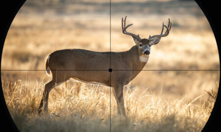 Where to Shoot a Deer With Gun or Bow