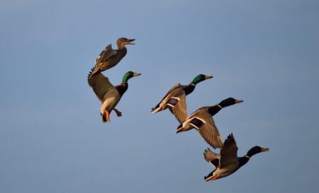 Four mallard ducks flying together against a clear blue sky.