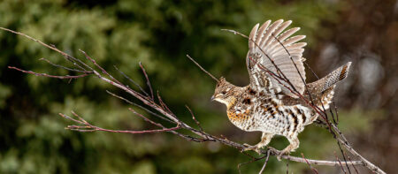 Ruffed grouse spreading wings while perched on bare tree branch in forest